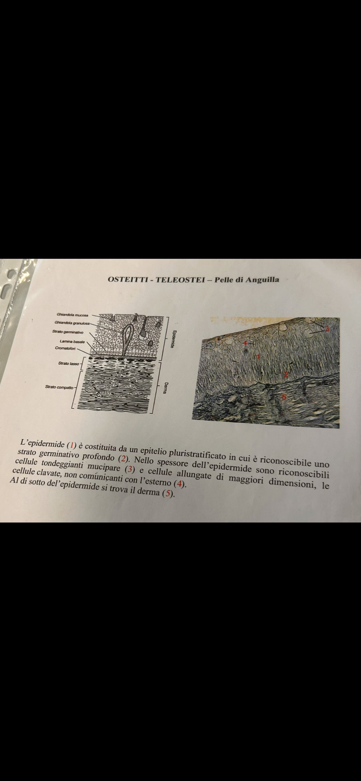 <p>pelle di Teleosteo</p>
