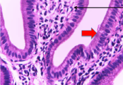 <p>Identify:</p><ol><li><p>Tissue Type</p></li><li><p>Locations found</p></li><li><p>location specific functions</p><p></p></li></ol><p></p>