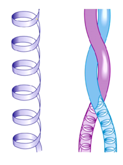 <p>Coiled-coil shape</p><ul><li><p>two alpha helix subunits that coil around each other </p></li></ul><p></p>