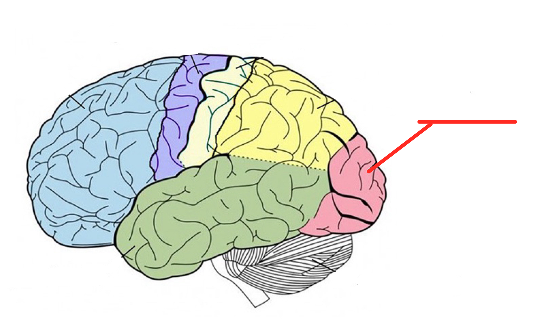 <p>Back part of cerebral cortex specialized for vision</p>