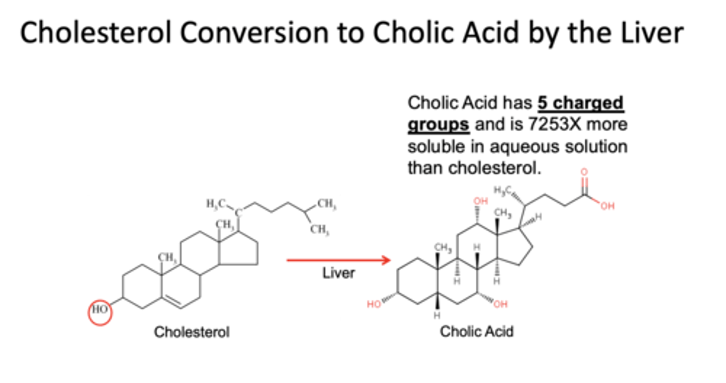 <p>cholic acid</p>