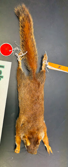 <p>Common Name?</p><p>Family?</p><p>Scientific name?</p>