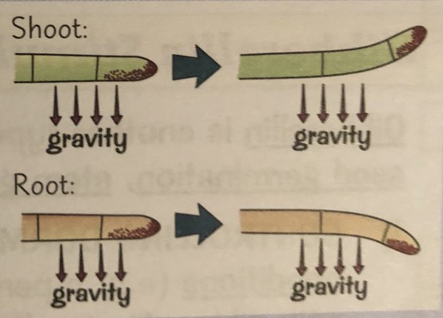 <p>Growth towards (positive) gravity; amyloplasts sense gravity at bottom of cell, auxin inhibits elongation on lower side of cell</p>