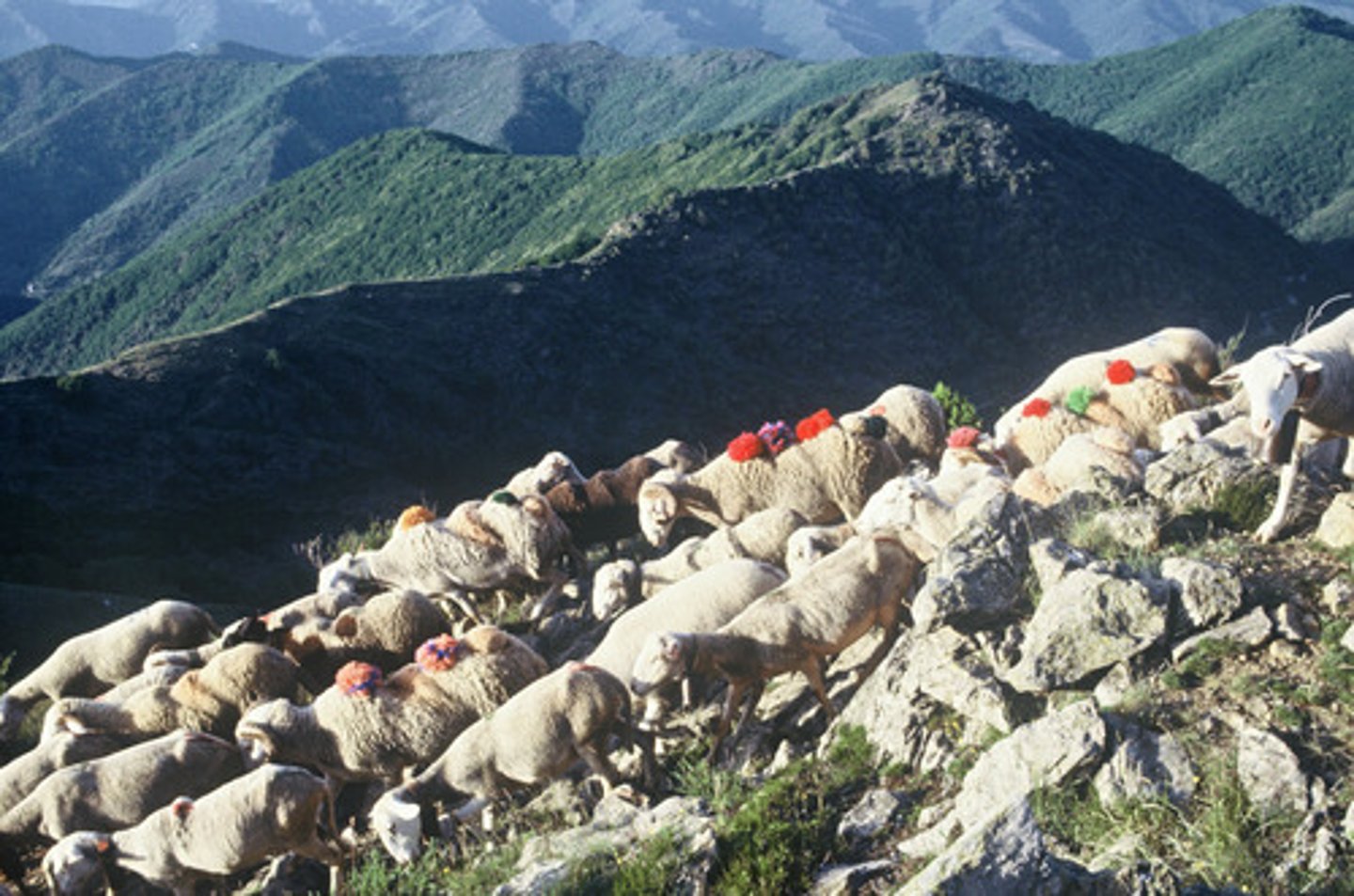 <p>Seasonal migration of livestock between high/low land (Ex. Herding sheep up and down a mountain based on weather)</p>