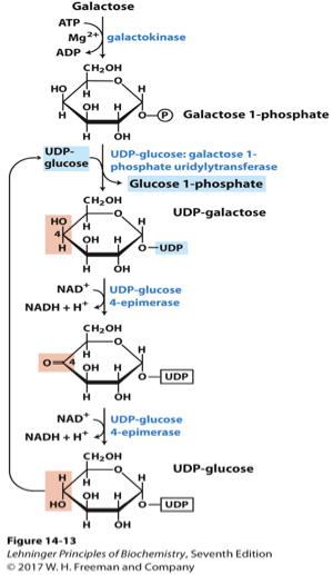<p>is the biochemical process by which galactose is converted to glucose-1-phosphate, which can then enter glycolysis. This process involves multiple enzymatic steps, including the action of galactokinase and the enzyme UDP-glucose pyrophosphorylase, ultimately facilitating energy production. </p>