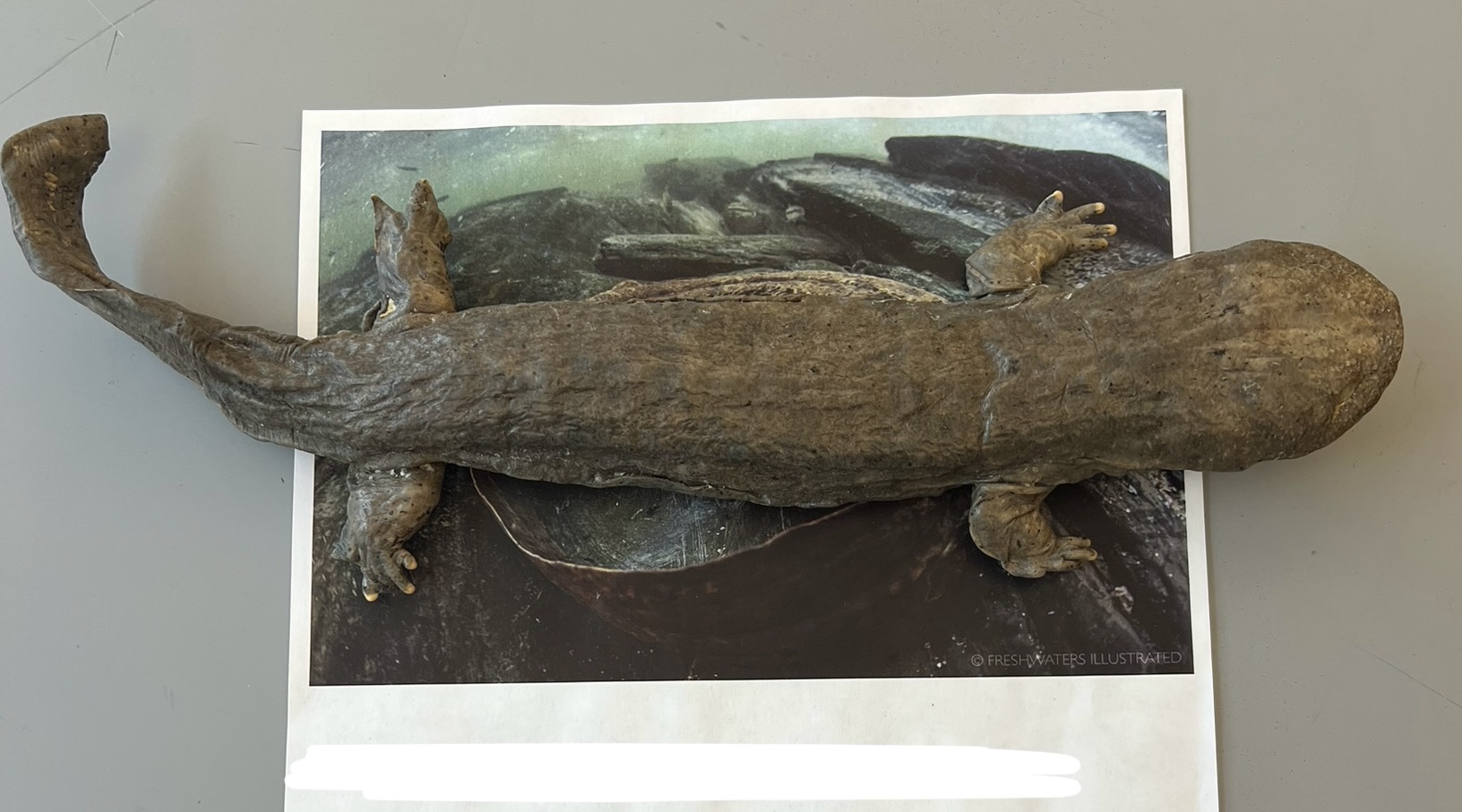 <p>What are the common and scientific names of this animal?</p>