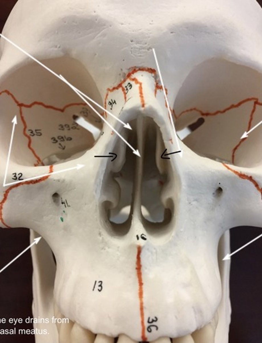 <p>What structure is pointed to here?</p>