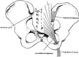 <p><span style="font-family: &quot;Bodoni MT&quot;">Counternutation causes slackening of SIJ ligaments (except long dorsal ligament); therefore, allows the posterior iliac bones to be draw away from each other. This slackening, decreases compression in the SIJ and make it less stable; consequently, the patient will be more susceptible for injury and pain.</span></p>