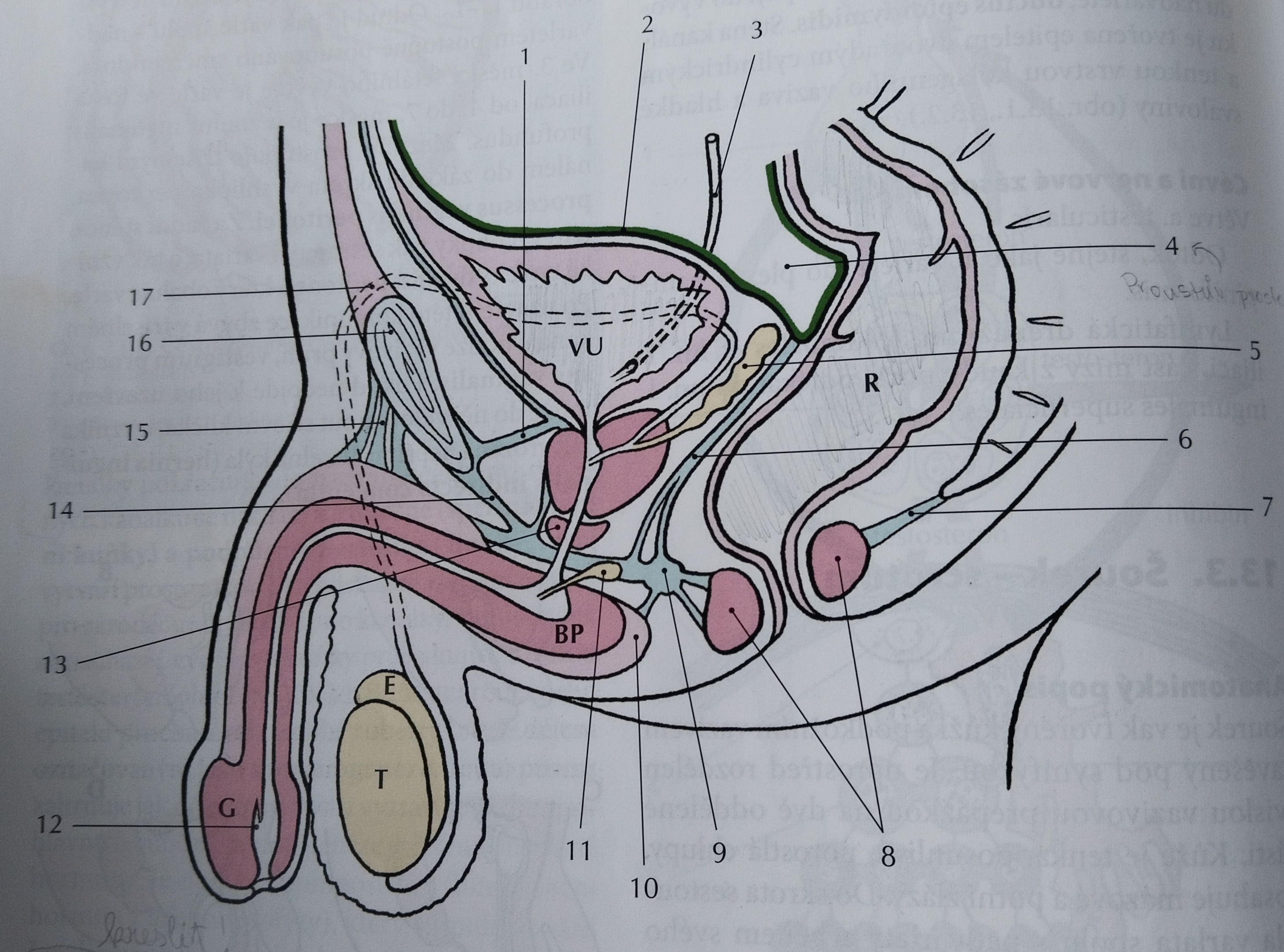 <p>G</p>