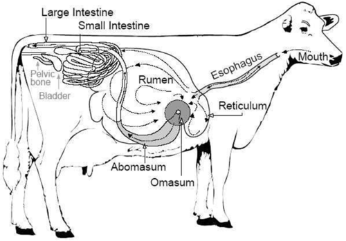 <p>abomassum</p>