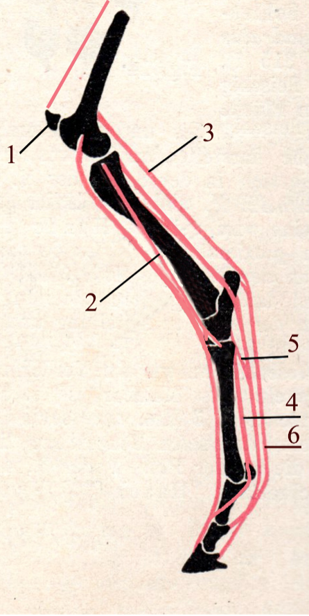 <ol><li><p>Patella låser knæet og dermed er knæ og has låst.</p><p></p></li><li><p>M. peroneus tertius er en fibrøs struktur, som danner forsiden af \n parallogrammet omkring knæ og has.</p><p></p></li><li><p>M. flex. dig. sup. er fibrøs og danner den bageste side af parallellogrammet .</p><p></p></li></ol><p><strong>De tre seneslynger:</strong></p><ol start="4"><li><p>Dorsal: M. interosseus medius – stabiliserer og forhindrer overkodning samt balancerer kron- og hovled sammen med de to andre seneslynger</p><p></p></li><li><p>Midt: Tendino m. flex. dig. prof, - lig. ass – støttebånd til den dybe bøjesene, forhindrer hyperextension af kode, kron og hovled og balancerer ifht den dorsale seneslynge.</p><p></p></li><li><p>Plantar: Tend. M. flex dig sup stabiliserer kode og kronled og balancerer ifht den dorsale seneslynge.</p></li></ol>