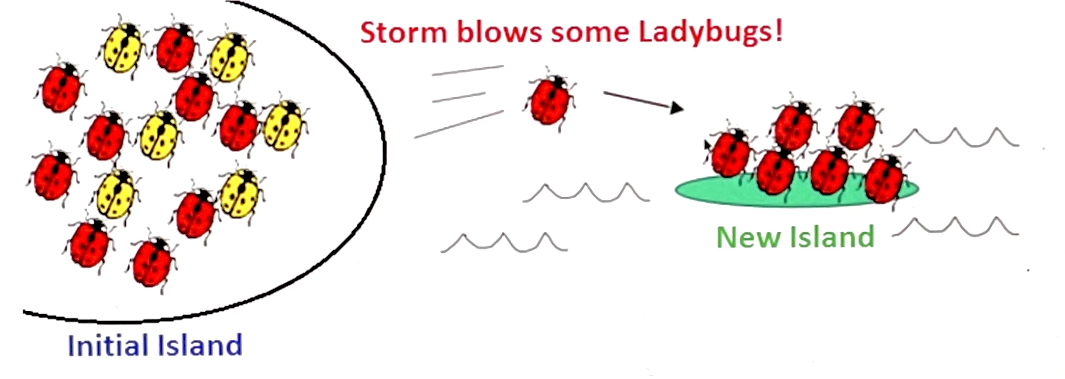 Shown here is a picture of an island with a species of ladybug that comes in two colors, yellow and red. The ladybugs are not strong enough to fly to the new island but there is a large storm that blows several ladybugs onto the new island. The ladybugs on this new island are all red while the ladybugs in the initial population still contain some of the yellow colored ladybugs. The mechanism of evolution for this chance change in allele frequency is called: