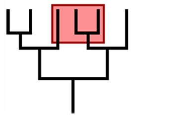 <p>determine whether a clade or not</p>
