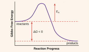 <p>Activation energy is represented as the peak of the energy barrier that reactants must overcome during a chemical reaction on an energy vs. reaction coordinate graph. </p>