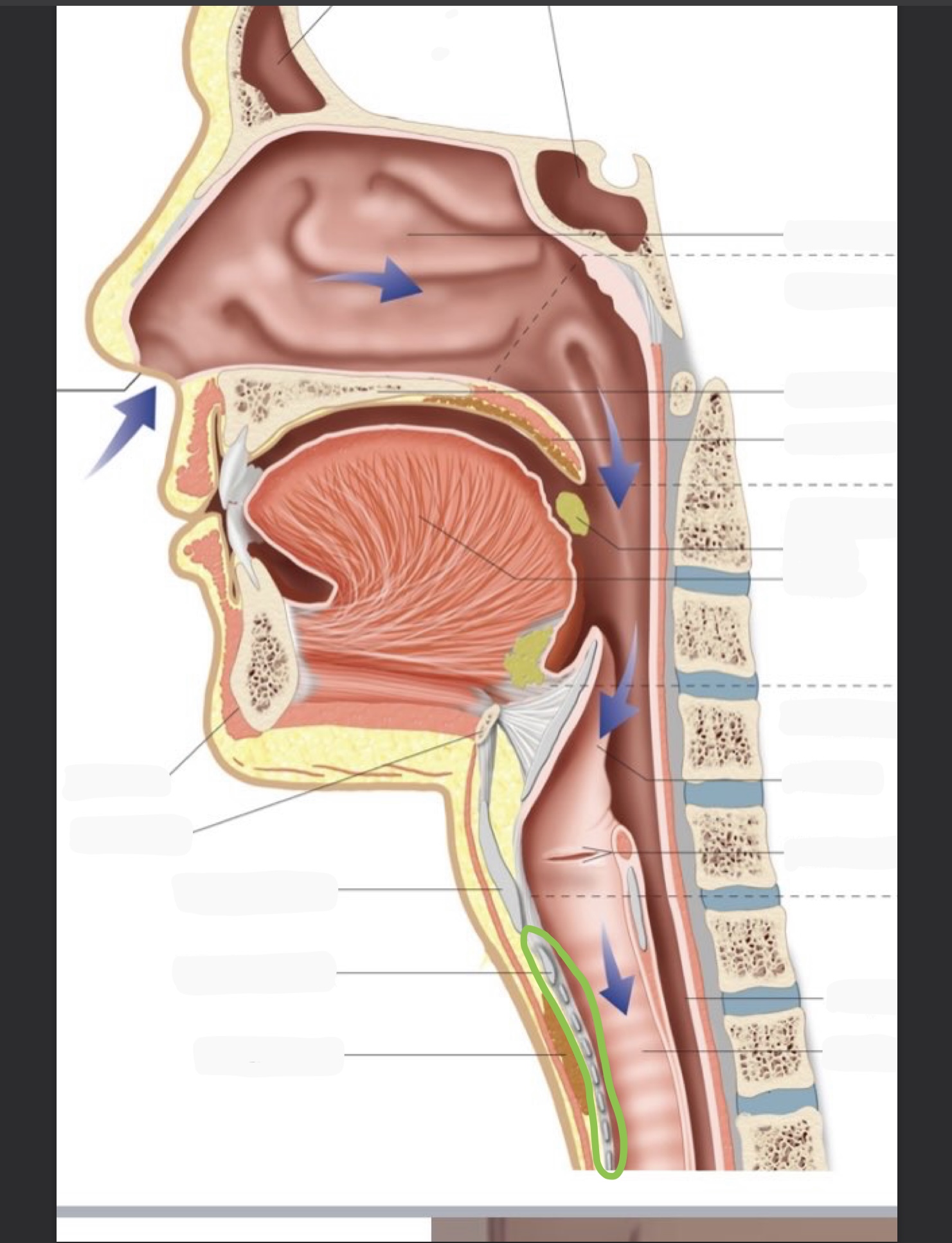 knowt flashcard image