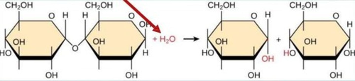<p>A sugar molecule composed of two monosaccharides</p>