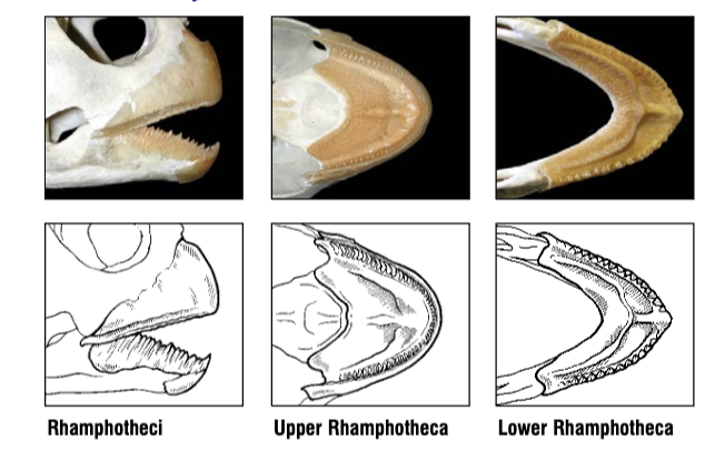 <p>What species does this beak belong to? What do they eat?</p>