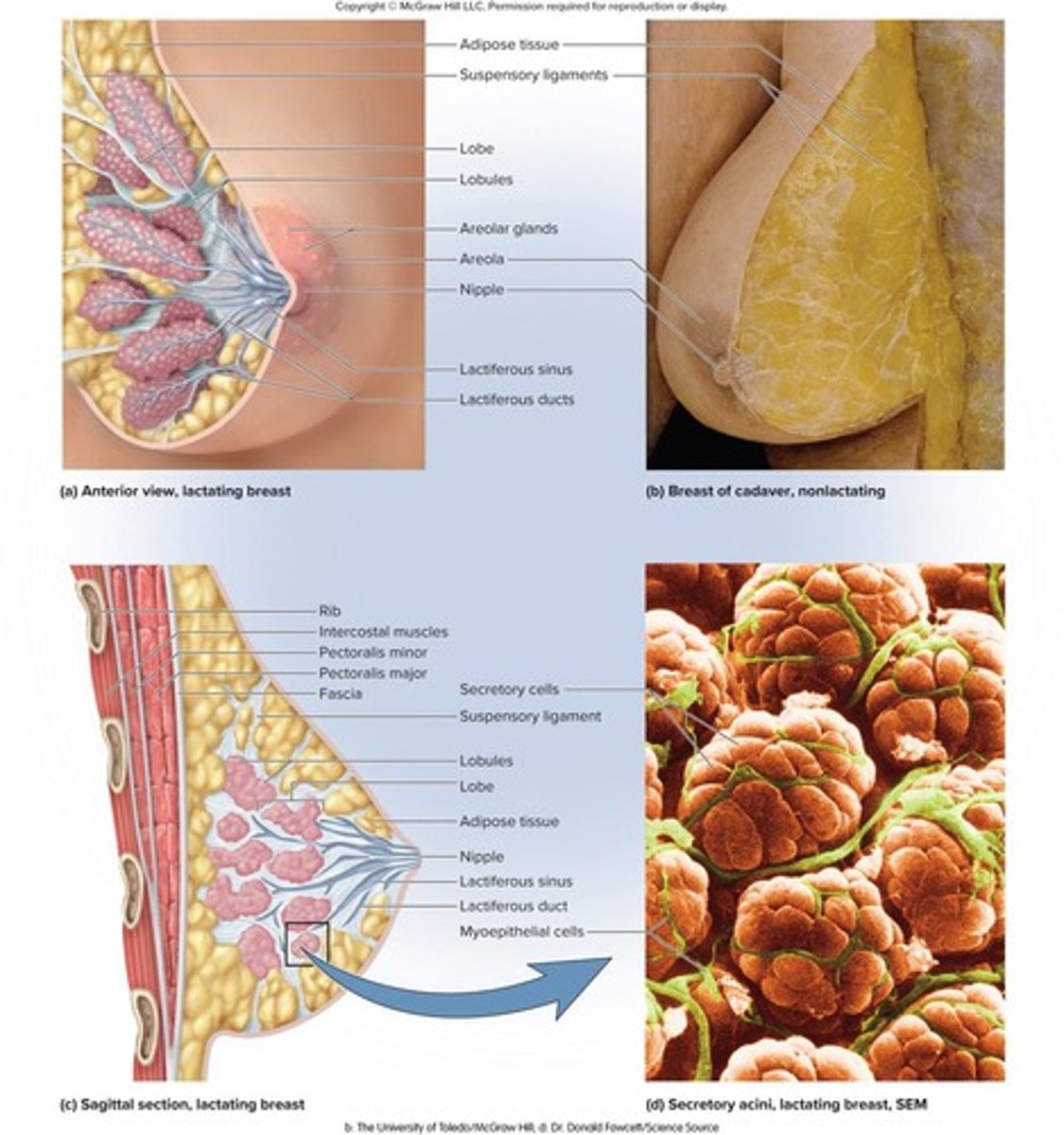 <p>A mound of tissue overlying the pectoralis major, consisting of a body, axillary tail, areola, and nipple.</p>