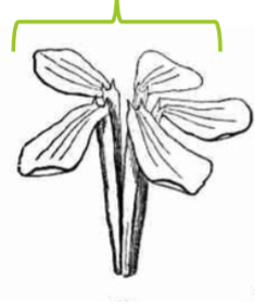 <p>Polypetalous petals</p>