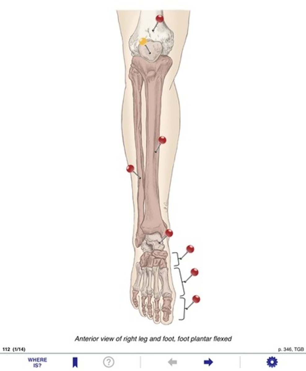 <p>Name the bones at the yellow pin</p>