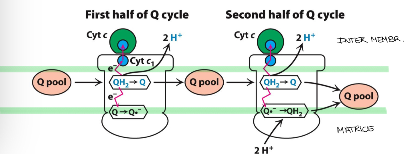 <p>2 cyt c (ox) + QH2 + 2H+(matrice) → 2 cyt c (red) + Q + 4H+(cytosol)</p><p>CoQ → transporteur de H+</p><p></p>