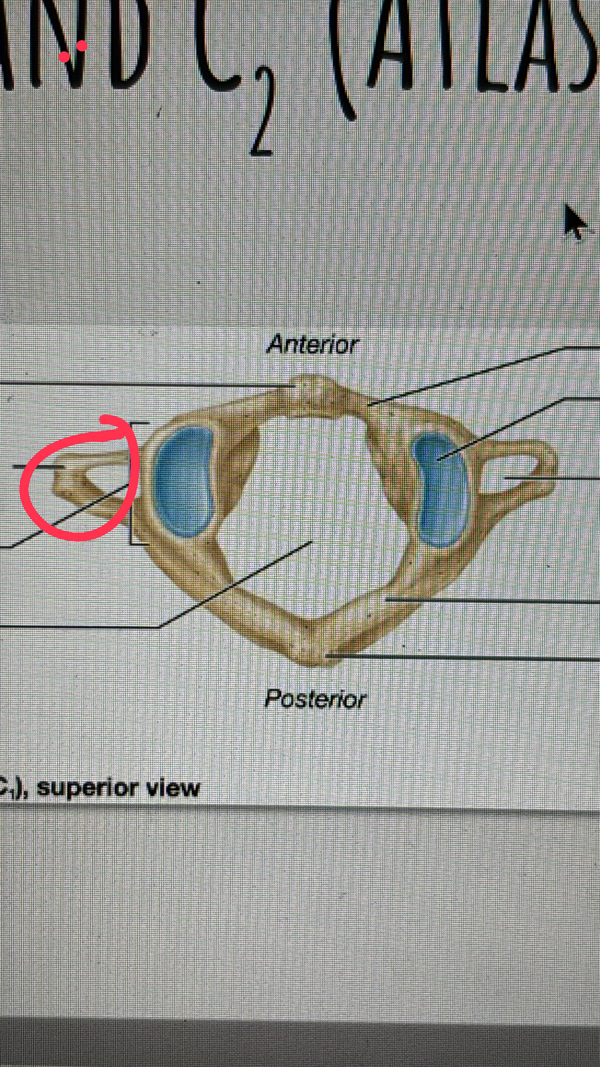 <p>the thing that sticks out to make a foramen for the veins and arteries </p>