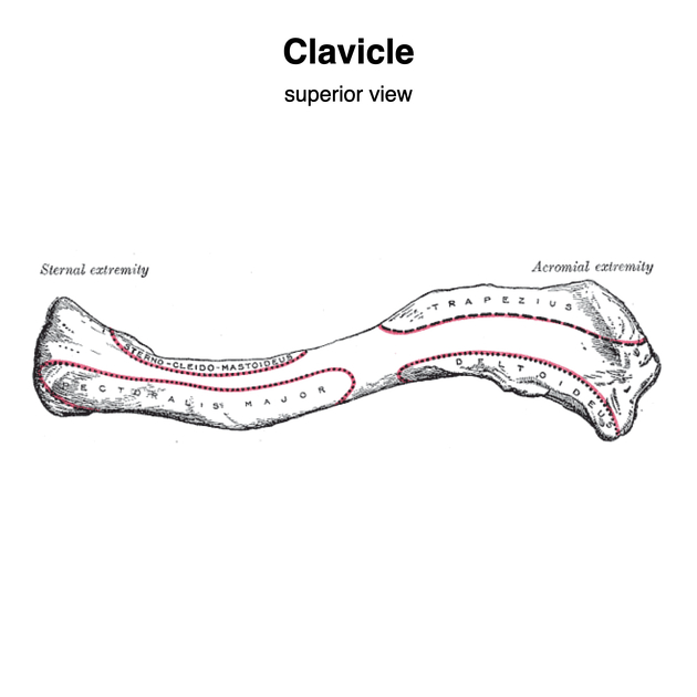 <p>what end of clavicle is this? flatter end (lateral)</p>
