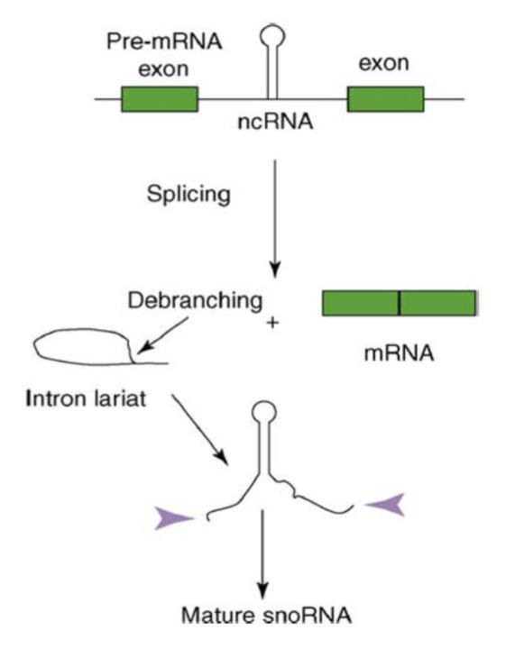 <ul><li><p>small nucleolar RNAs (snoRNAs) are found in high amounts in nucleolus</p></li><li><p>synthesis of ribosomal RNAs (rRNAs) and assembly of ribo subunits occurs in nucleolus</p></li><li><p>snoRNAs covalently modify RNAs</p><ul><li><p>methylation of ribose on the 2’ hydroxyl group</p></li><li><p>conversion of uracil to pseudouracil</p></li></ul></li></ul><p></p>