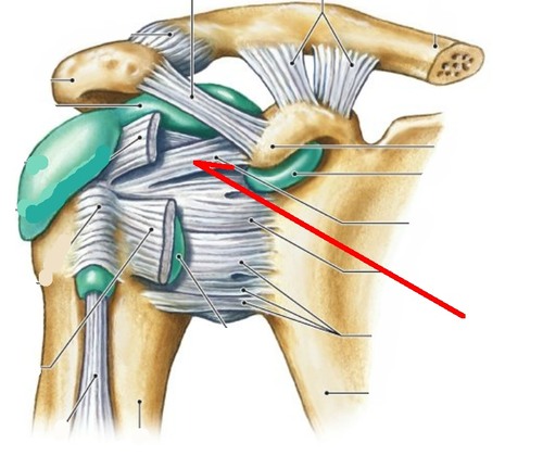 Connects head of humerus to the coracoid process