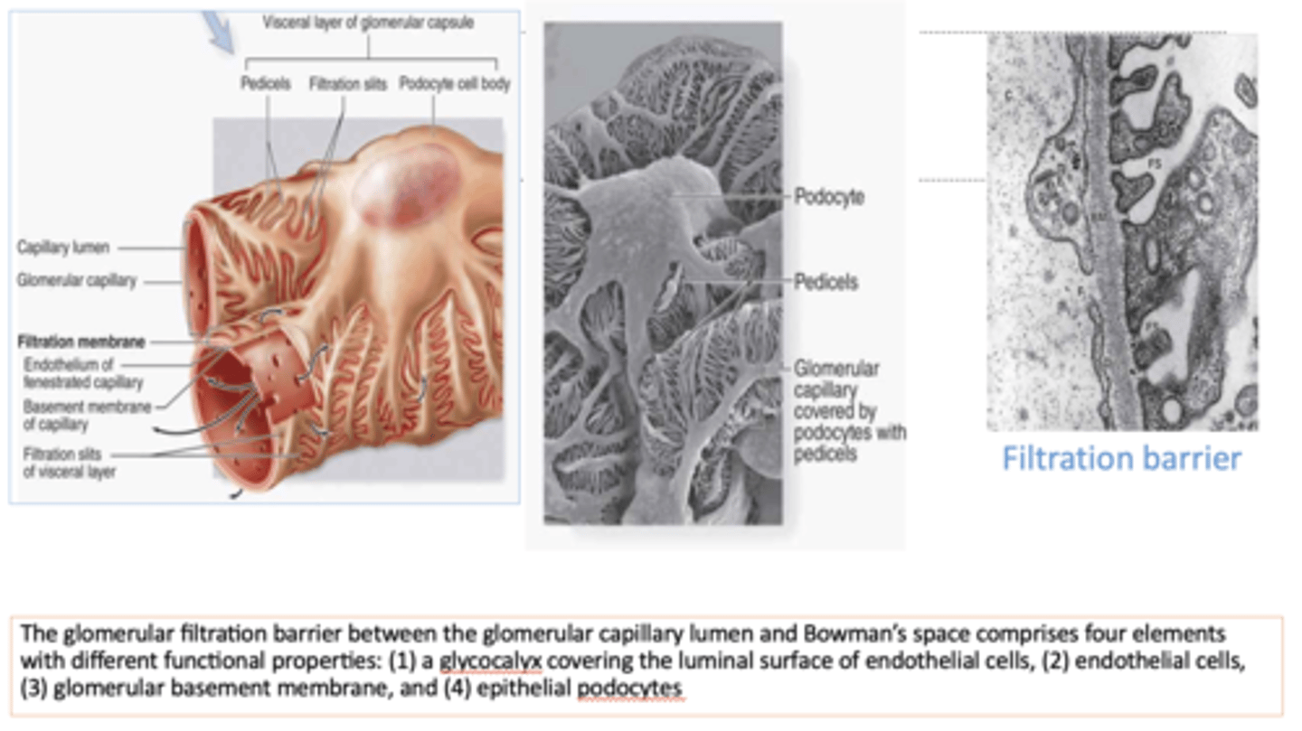 <p>- Glycocalyx</p><p>- Endothelial cells</p><p>- Glomerular basement membrane</p><p>- Epithelial podocytes</p>