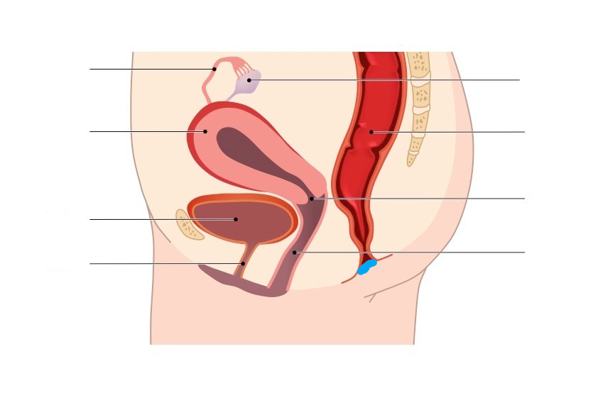 <p>What part of the Female reproductive system is this?</p>