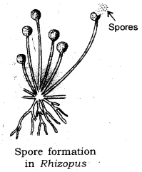 <p>small specialized cells that contains a nucleus and cytoplasm surrounded by a thick outside wall, under right condition the spore can rise to a new organism </p>