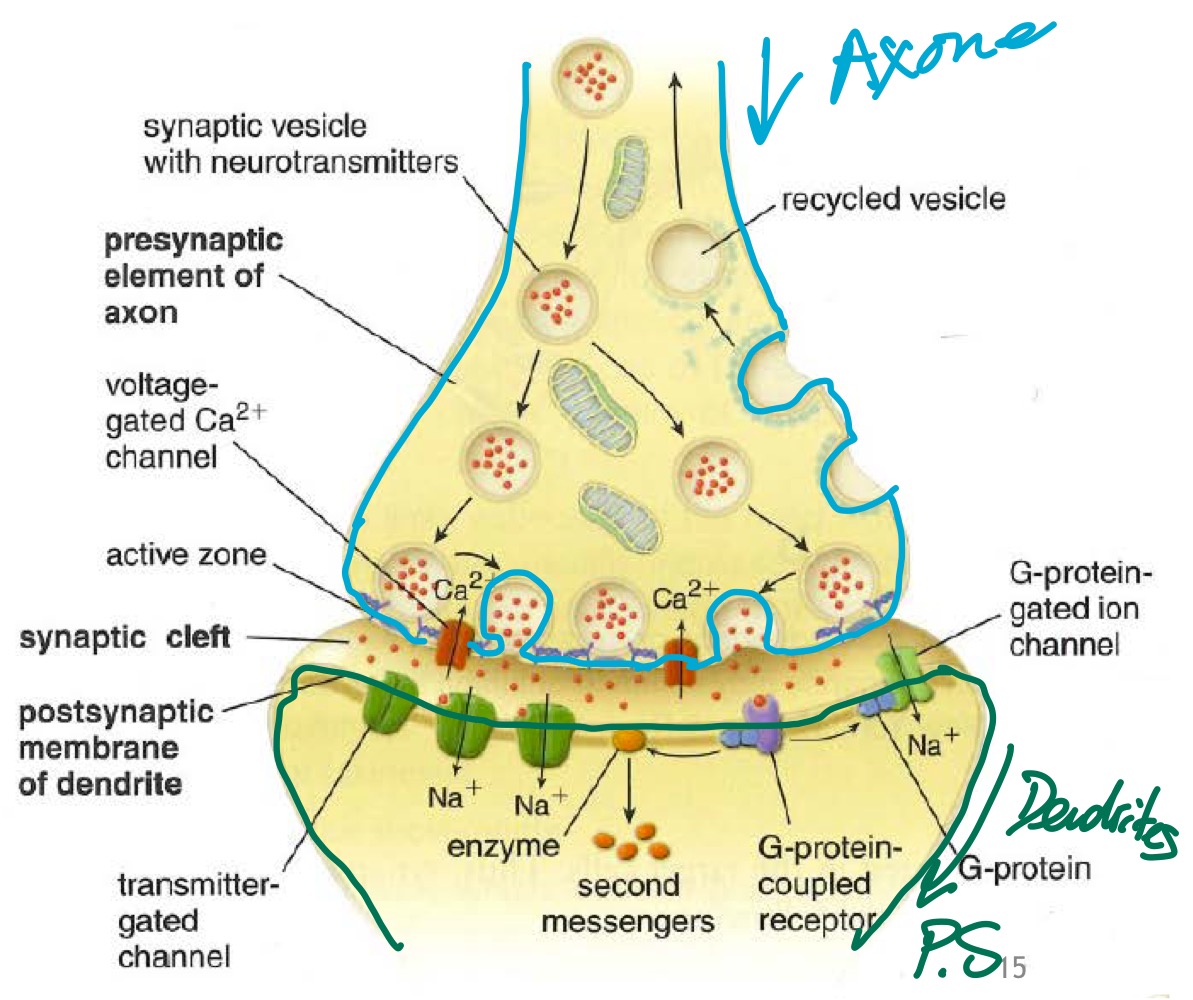 <p>Epaississement de la membrane plasmique d’une dendrite, d’un corps cellulaire ou d’un axone d’un autre neurone, où sont localisés des récepteurs au neurotransmetteur</p><p>→ nouveau mouvement d’ions….</p>