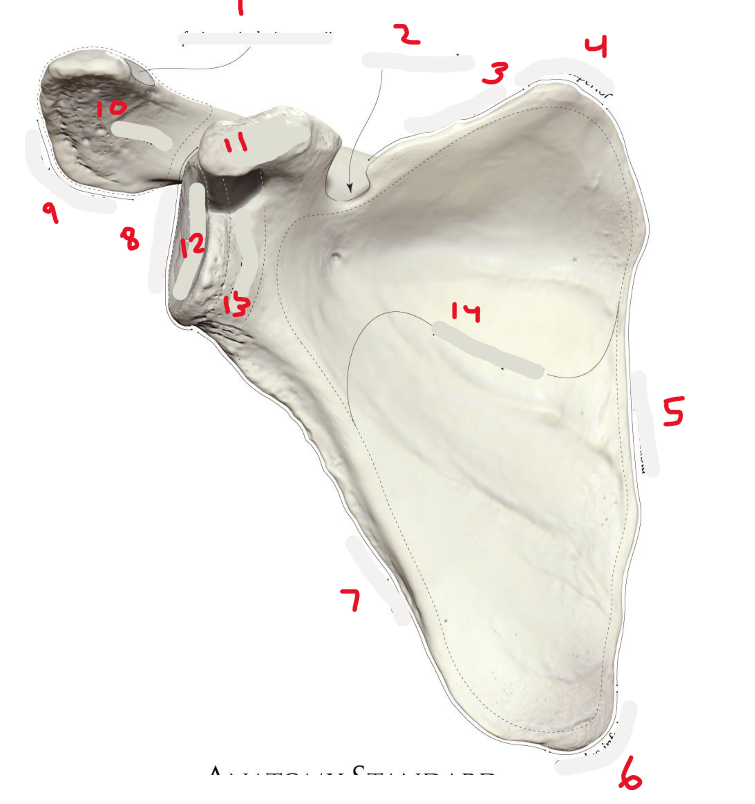 <p>8</p>