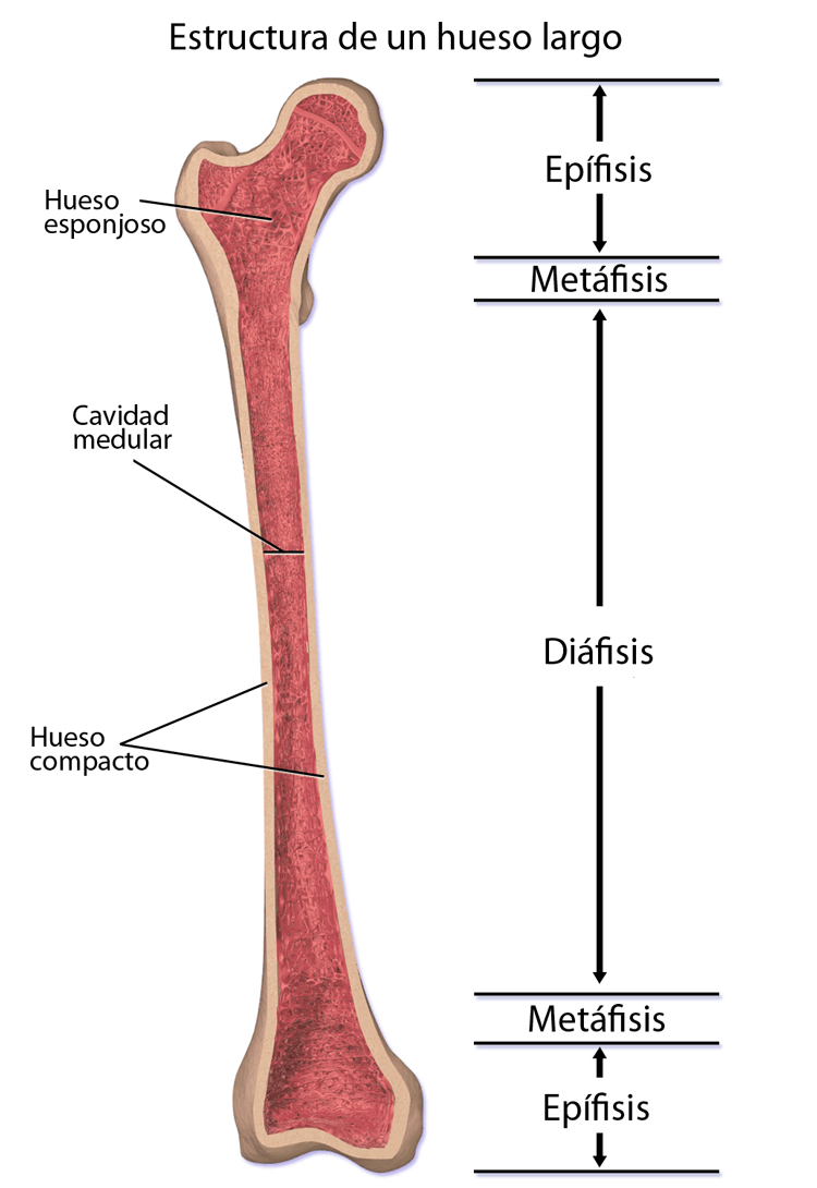 <p>Consta de un cuerpo (diáfisis) y dos extremos proximal y distal (epífisis)</p>