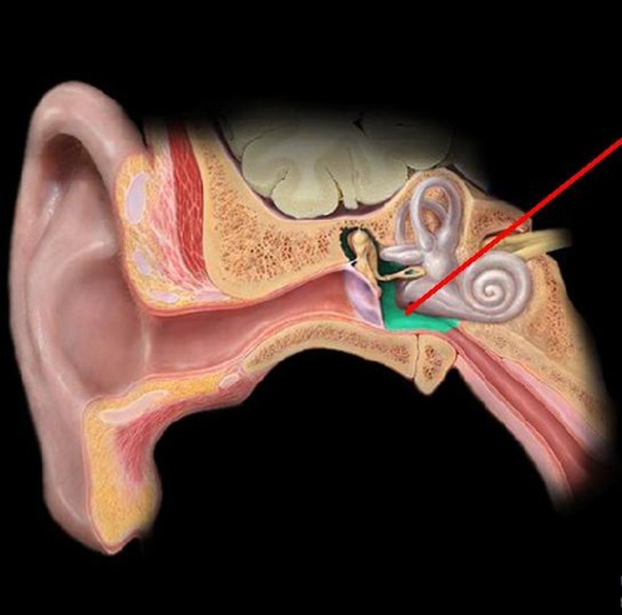 <p>air-filled space of the middle ear, located behind the eardrum, that serves to transmit and amplify sound vibrations; houses the malleus, incus, and stapes</p>