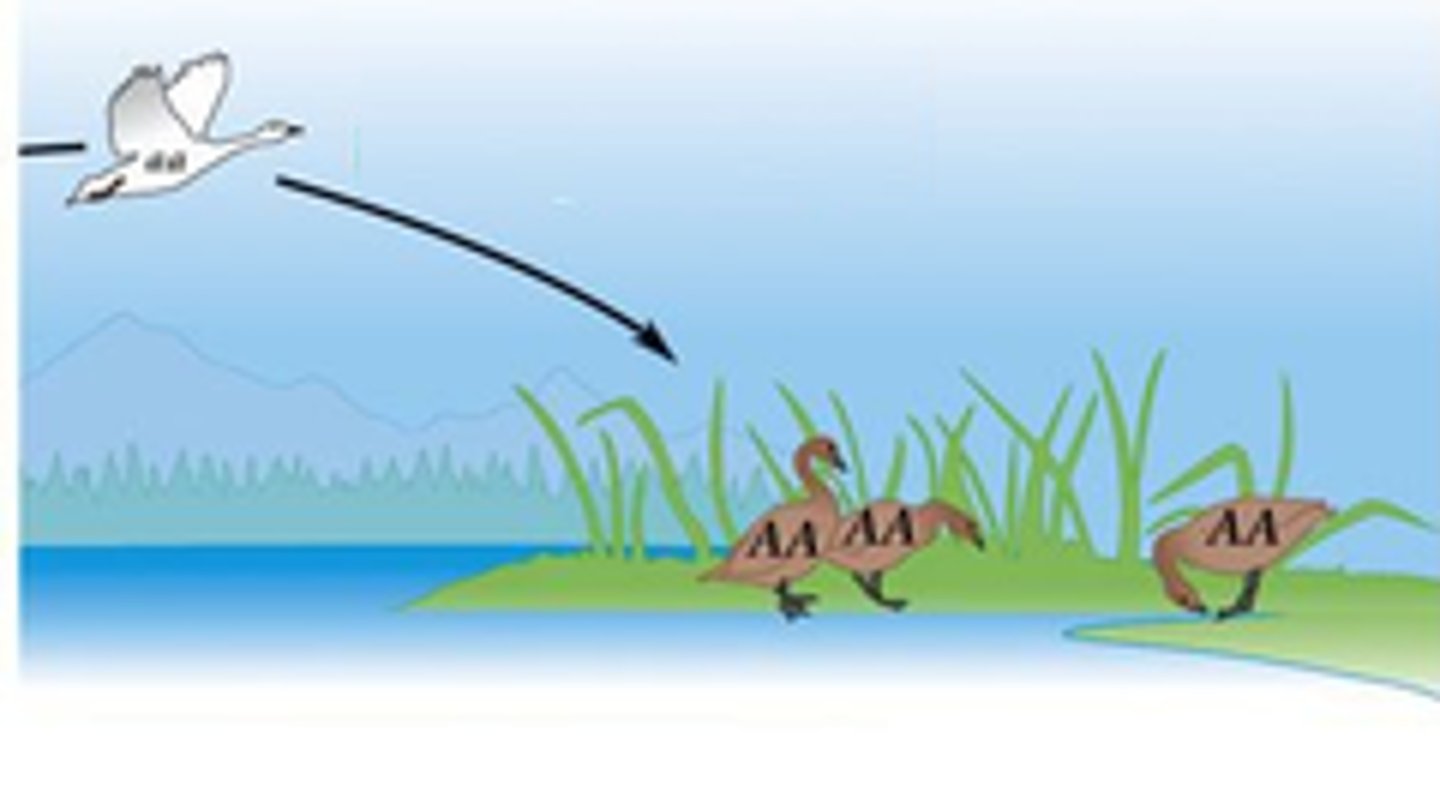 <p>A process in which individuals move into its range from elsewhere as animals search for mates and food, resulting in an increase in population size.</p>