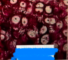 <p>What tissue is this?</p>