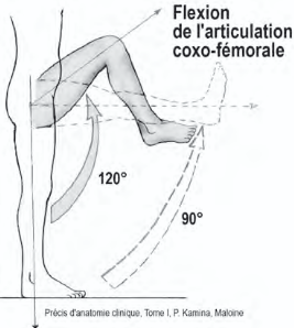 <p>Flexion de l’articulation coxo-fémorale</p>