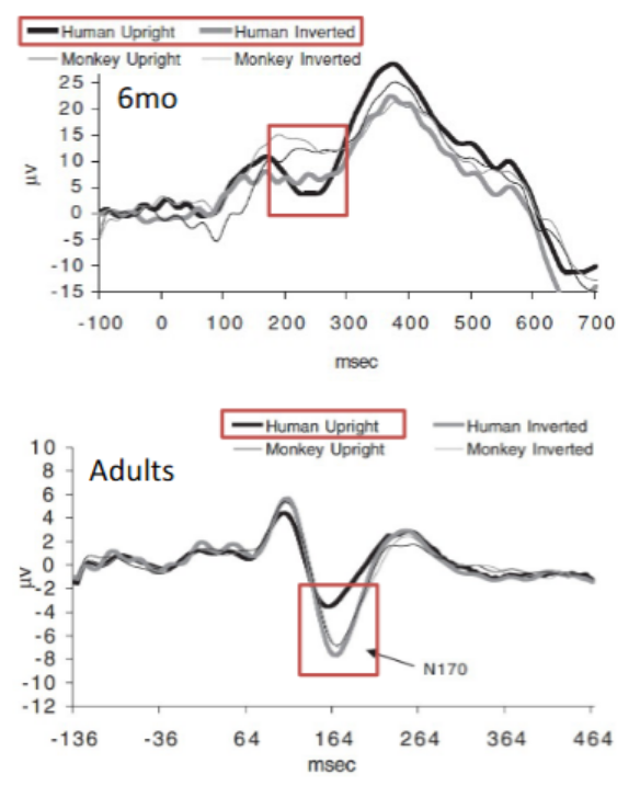 <ul><li><p>Adults: Inverted faces classed as objects by brain - bigger peak as they are processed as objects instead of faces.</p></li><li><p>6 months: No specialised response - human upright and inverted faces treated relatively similarly.</p></li><li><p>Suggests that cortical system takes a long time to build up.</p></li><li><p>Classic comparison is upright vs inverted faces. All the visual information is the same, so a differential response indicates activity specific to face processing. Contrast with another upright vs inverted object for further evidence that the activity is specific to face processing.</p></li></ul><p></p>