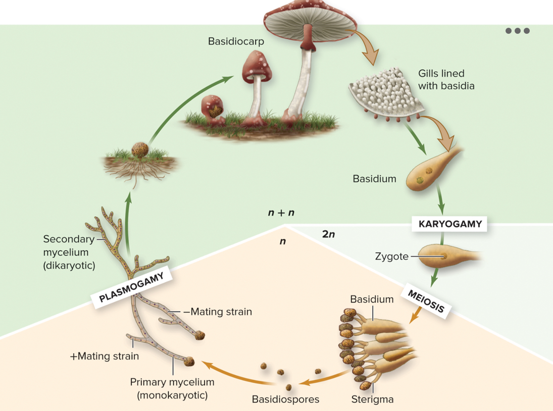 <p>In basidiomycetes the&nbsp;_________ is diploid.</p>