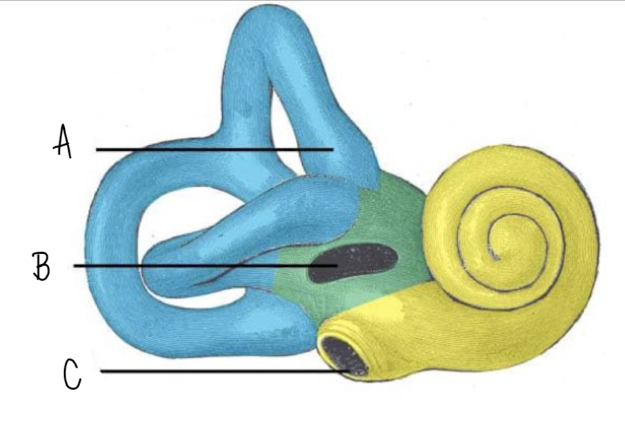 <p>Name the structure of the inner ear labeled B</p>