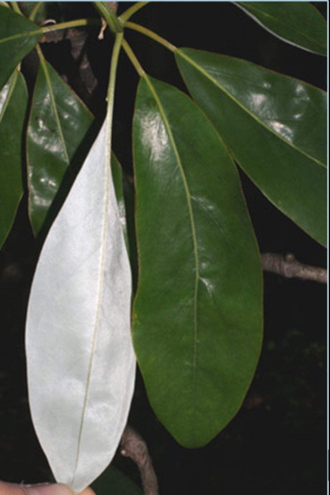 <p>sweetbay magnolia</p>