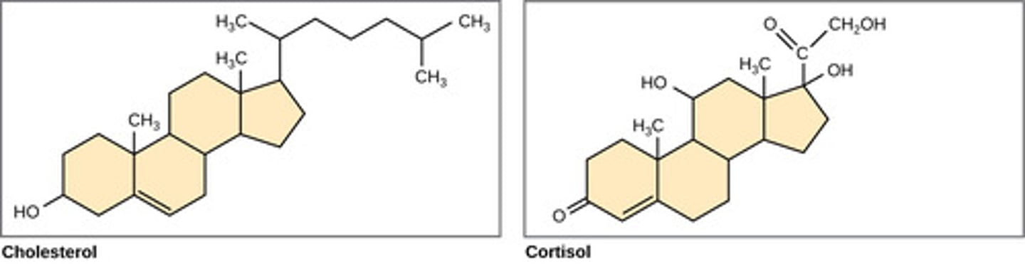 <p>steroids</p><p>(Note: sex hormones,</p><p>cholesterol,</p><p>corticosteroids)</p>
