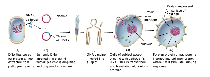 <ul><li><p>naked DNA or microbial DNA inserted into plasmid vector</p></li><li><p>human cells will pick up the DNA plasmid and express the microbial DNA as protein → cause B and T&nbsp; cells to respond, be sensitized, form memory cell</p></li><li><p>currently in experimental stage</p></li></ul><p></p>