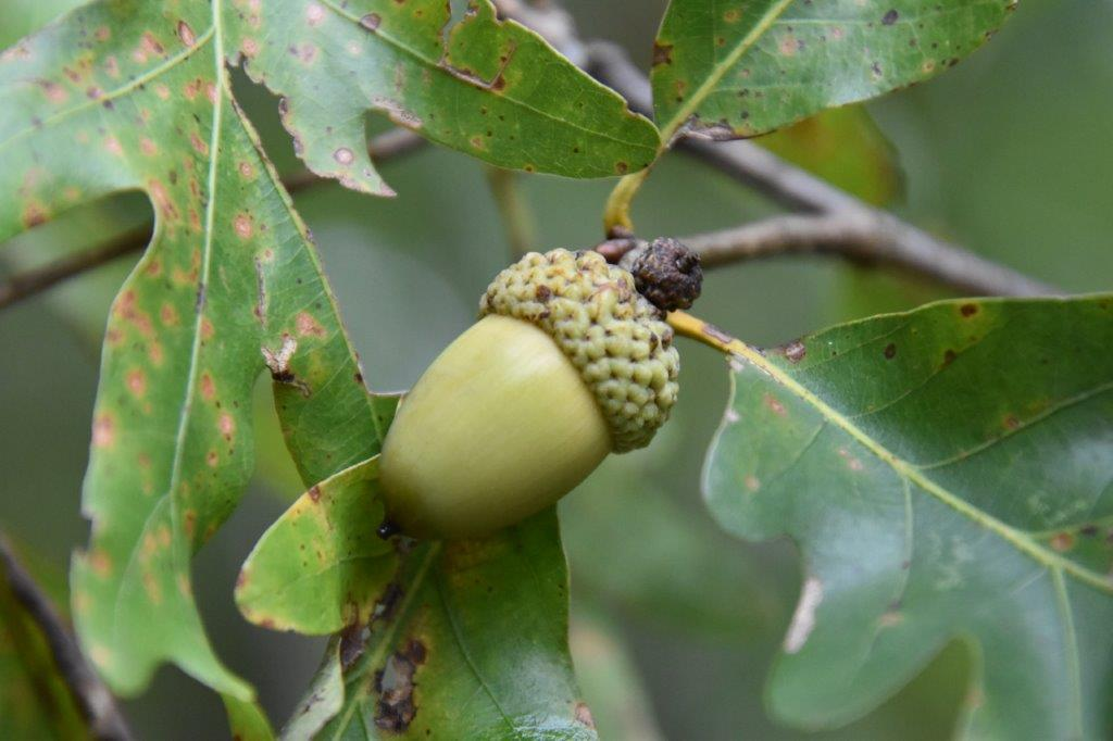 <p>Common name: white oak</p><p>Family: Fagaceae</p><p><span>Notes: Fruit type = nut. Specific Epithet = white. Fagaceae = Beech Family. Possibly the single most important wildlife food plant; low tannin acorns eaten by wood duck, game birds, small mammals, bear, and white-tail deer. All white oak acorns germinate in the fall. Wood sold as white oak and used for lumber (flooring, furniture, boats) and many other products. Valued for tight cooperage (able to store liquids due to tyloses) in barrels especially in liquor production.</span></p>