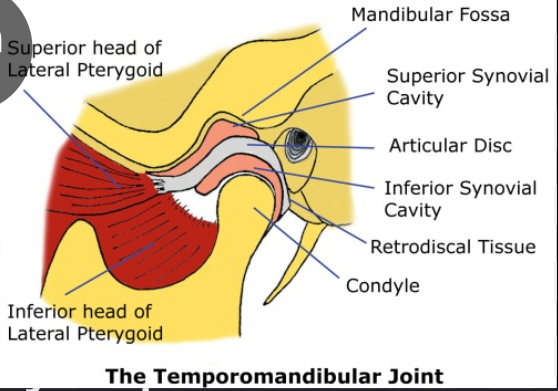 <p>Articular disc</p>