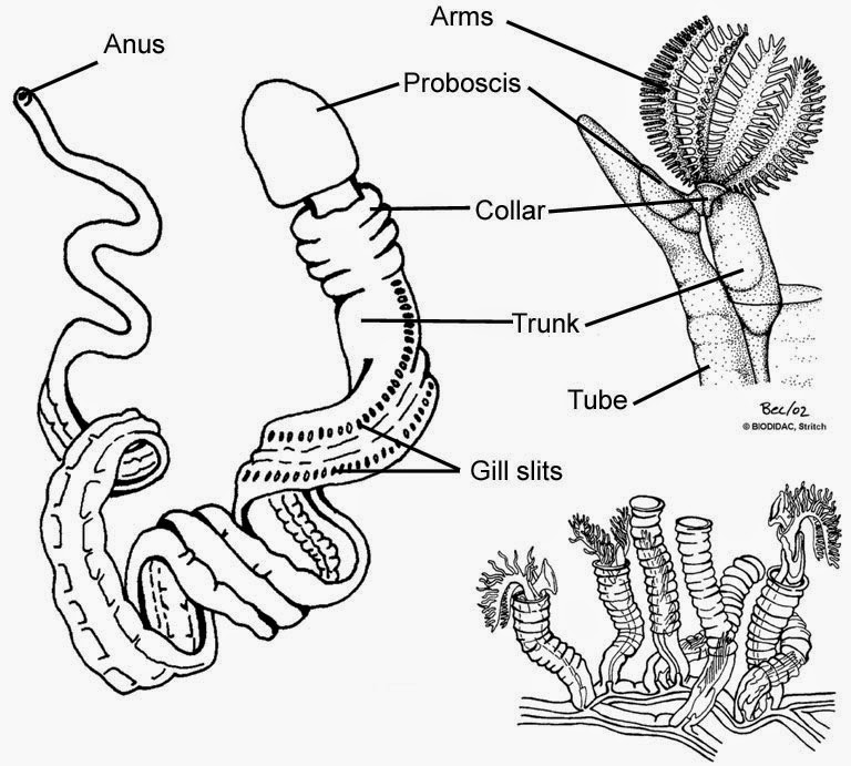 <p>Acorn Worms</p>