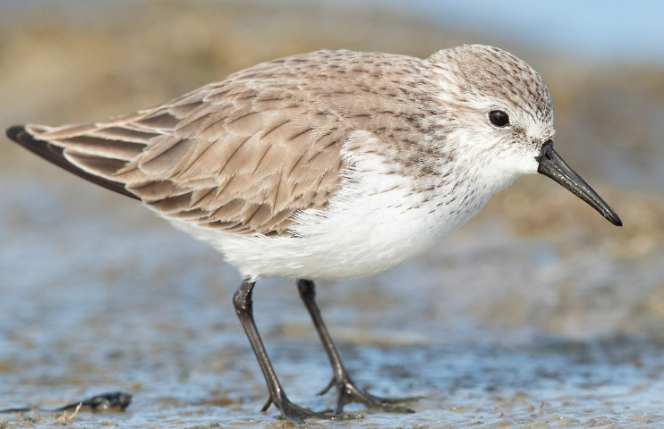 <p>What bird is this?</p>