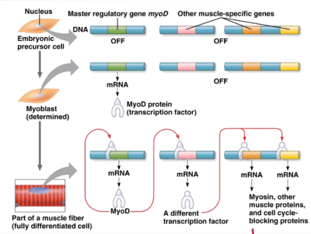 <p>At first stage cell could become any type of differentiated cell. The fate of the cell is determined after certain control genes coding for transcription factors are activated. Finally the cells is terminally differentiated playing a functional role in the organism.</p>